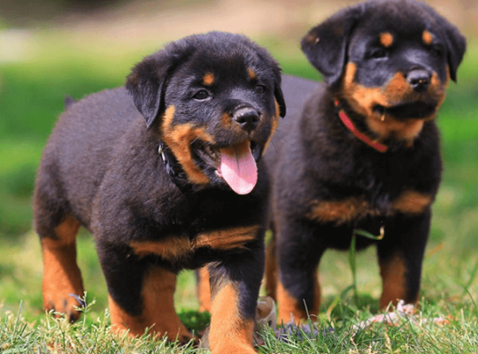 Rottweiler Breeder Pair